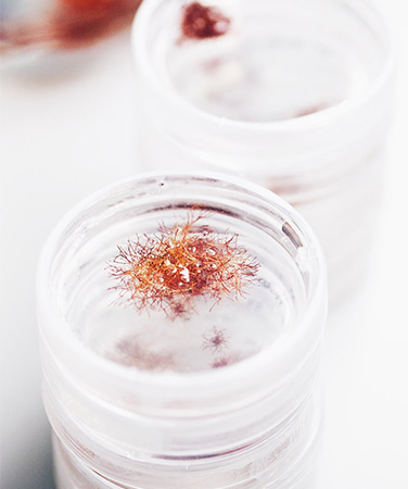 Laboratorul Phytomer